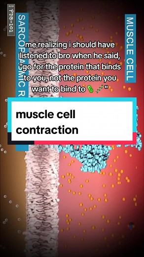 Understanding Sk7 Muscle Fiber in Anatomy and Biology