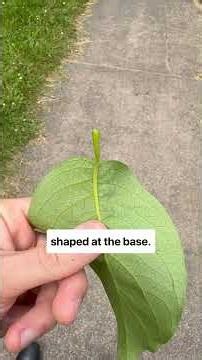 Japanese Tree Lilac
