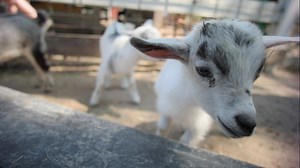 Baby goats up for adoption in Virginia Beach