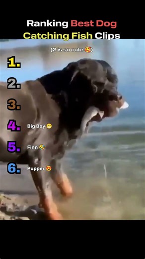 Ranking Best Dog Catching Fish Clips 🐟🐕 #animalranking #dogs #dogshorts #cute #funnypets #funny