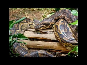 African rock python sound effects