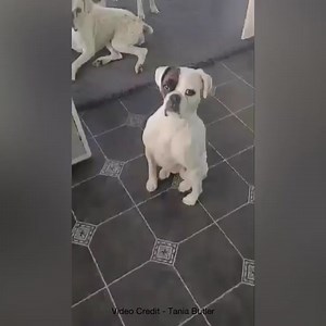 Working on our Bikini Body | Boxer Dog Bonanza