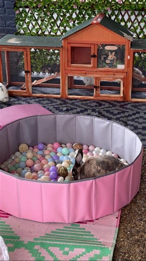 Our bunnies are the MOST work. They are so fun though 🐰💗 #bunny #rabbit #rabbitsetup #hobbyfarm #tutorial