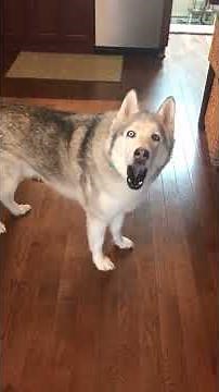 Stubborn Husky Protesting a Treat