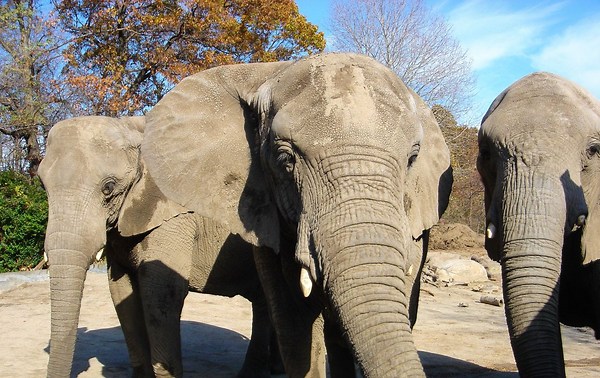 Roger Williams Park Zoo elephant trio moving to new home in 2027