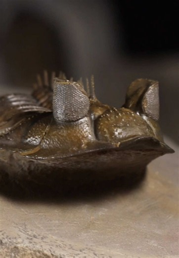 Around 390 million years ago, the trilobite species known as Erbenochile erbeni roamed the ocean floors. Trilobites were one of the most diverse groups of marine arthropods to ever live, and one of the first animals to develop complex eyesight. Erbenochile is a distinct example with its tower-eyes and 360-degree view radius. This specimen was intricately prepared using air scribes and specialized sandblasters in order to carefully remove all the surrounding rock and preserve the detailed spines 
