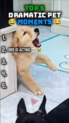 Top 5 Dramatic Pet Moments 😂 (Part 1) #viral #shorts #fyp #funnyanimals #compilation #animals #dog