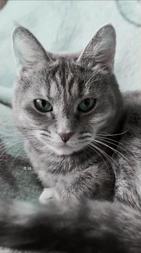 Why cats knock things off tables explained. Cat behaviour facts you need to know today.