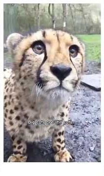 Big Cats, Tiny Toys & Gangster Cats | Funny Cat Compilation