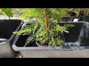 Monterey Zypresse Cupressus Zimmerzypresse