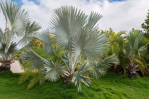 8 Beautiful Outdoor Potted Palms You Can Add To Your Home