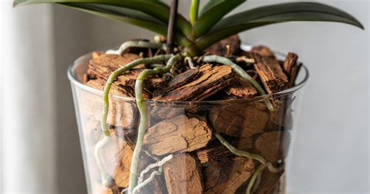 Recupere a orquídea sem flor com o uso estratégico da água de arroz na rega semanal