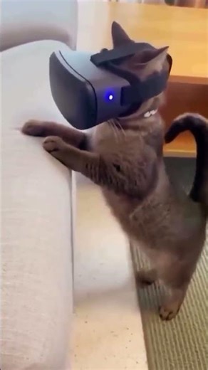 Dog Tries VR… and It’s Way Too Real 😂 #DogVR #DogLife