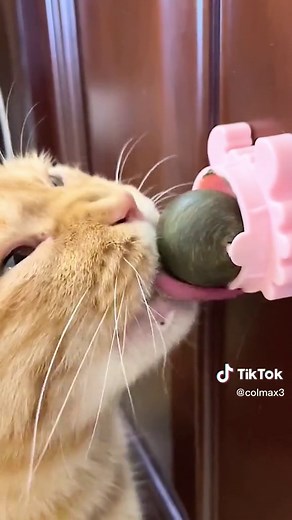 Catnip Balls for Cats: Clean Mouth Chew Toy
