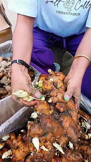 Picking ginger sprouts