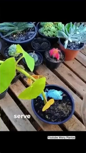 Want to discover how to care for your plants? Watch the full videos on the channel! - @wenyplantas