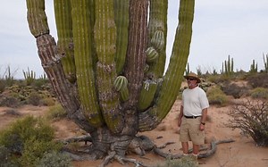 武伦柱，世界上最大的仙人掌Cardon, the world's largest cactus