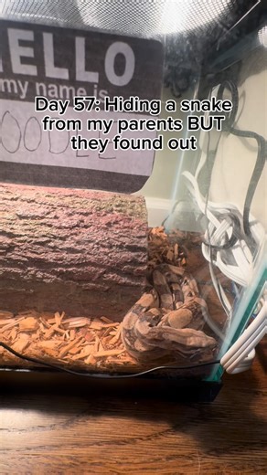 One Eyed Outdoors on Instagram: "Day 57: Hiding a snake from my parents BUT they found out For anyone who is new here, the only reason she is in a 20 long is because that tank fit perfectly where I was hiding her. Now that my parents are a little more accepting, I can upgrade! #snake #pet #reptilesofinstagram #reptiles #instareels"