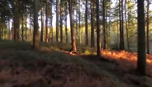 Pine Core Lvl Timber Beams Lvl Lumber Laminated Veneer Lumber Lvl for Formwork Pallet Furniture Door