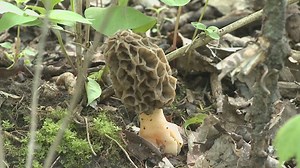 Where and how to find morel mushrooms in the Quad Cities region