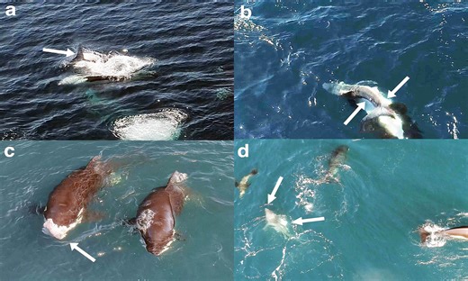 Video shows orcas killing great white sharks with a very unusual strategy