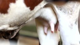 cow big udder full of milk;High Definition 1920x1080 Format