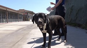 ADOPTED 💕 A5475000 ✰ PONGO -4/25/22- 🔷🐶🐾 Please FOSTER or ADOPT Today! 🐾🐶 🔷 ➡️ ❤️ FOR ADOPTIONS,PLEASE SELF-SCHEDULE AN APPOINTMENT VIA THE WEBSITE - https://animalcare.lacounty.gov/adopt-a-pet/ ❤️⬅️ There is something so special about Pungo. He’s got a big head and a beautiful sweet energy about him. He’s only a year old and he came in as a stray. Please share he will need a foster or adopter to save him fast. 4/28/22 - A5475000 (Intact) - Pongo was at the front of the kennel when the ru