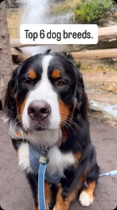 133K views · 6.3K reactions | With tons of research* we proudly present the 6 top dog breeds. *bias nonsense | Bunsen Berner | Facebook