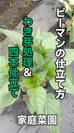 【家庭菜園】ピーマンの育て方_仕立て方法について #農業 #garden #shorts #greenpepper
