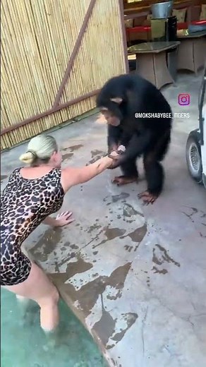 🤣 #chimp #ape #monkey #animal #cute #animals