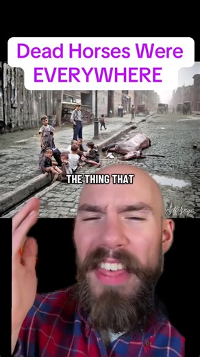 Dead horses were everywhere | horses