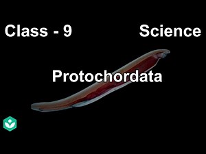 Protochordata | Diversity in Living Organisms | Biology | Grade 9 | Telangana | Khan Academy