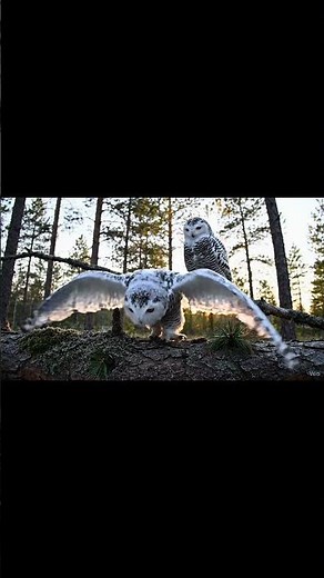 🦉 Baby Owl’s First Flight