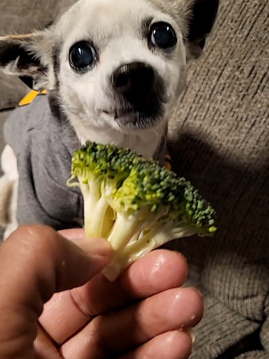 Funny Chihuahua Moments That Will Make You Laugh