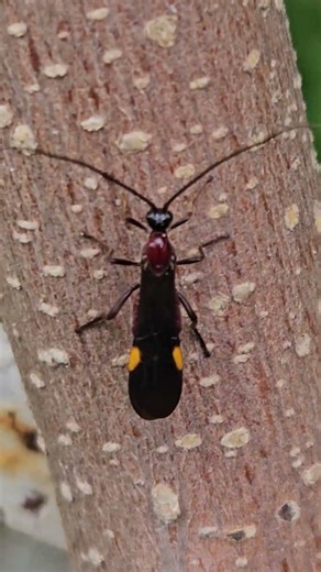 Avispa parasitoide - Control biológico natural #avispa #nature #shorts