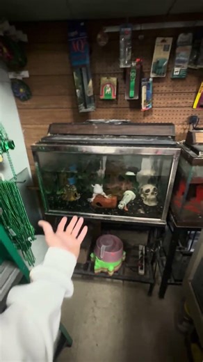 African clawed frog in an antique metal frame aquarium!
