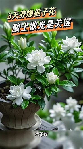 跟大家分享一个栀子花的养护知识。
