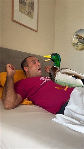 This Duck Is MAD I Overslept 😂 #FunnyAnimals