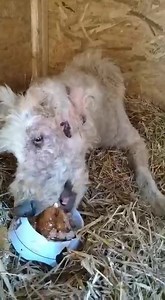 Just another day at Every Life Counts shelter... Goliath having his medicines in food... Please don’t forget how badly we need your support for everything. We have so many “ special dogs” at the shelter right now 😣😣😣 To help with Goliath care and other needs please donate any small amount to help us 😣😣 PayPal every.life_counts@yahoo.com Bank account: RO49BRDE390SV19932693900 Bic code: BRDE Swift code: BRDEROBUXXX Name: Marascu Ioana Teodora Thank you ! 🙏 | Every Life Counts Rescue