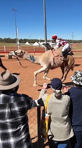 5K views · 77 reactions | Hold onto your hats… the camels are...