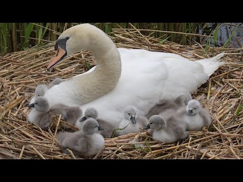 Swan Cygnets Adorable at 2 Days Old | Mute Swan | Discover Wildlife | Robert E Fuller