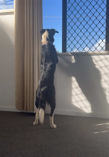 Heartwarming Reunion: Dad and Dog Together Again