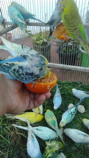 Top Cute Love Funny Sweet Sounds That Create Instant Joy Fun