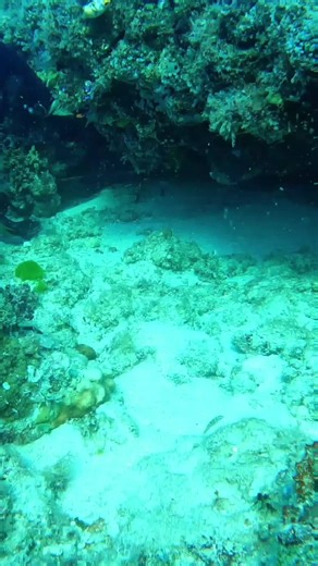 Exploring the Beauty of Sea Life and Ship Life