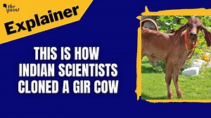 2.9K views · 12 reactions | 'Ganga' was "born" on 16 March 2023. She was cloned by taking #DNA from female #cows and implanting and culturing the eggs with elite male cow genes. Watch the video for Ganga's full story. | The Quint | Facebook