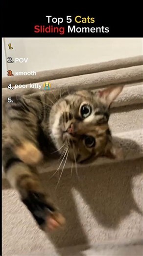 Top 5 Sliding Cats Moments 😸