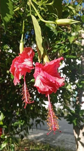 Hibiscus schizopetalus – Nature’s Hanging Beauty