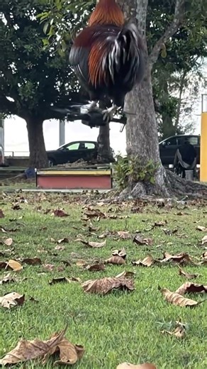 check out my chicken delivery system