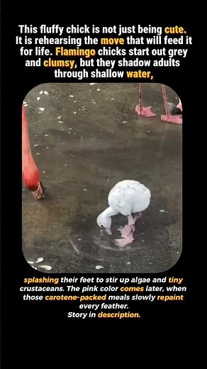 Baby Flamingo Learning to Stir Its Own Lunch #animalsfacts #animalshorts #bird #viral #animallife