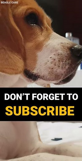 5 Reasons Why Your Dog is Itching and Scratching so much #Shorts